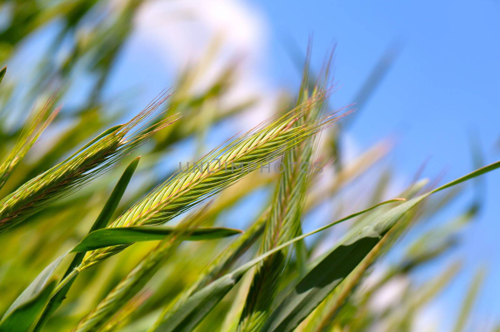 wheat harvest on blue sky