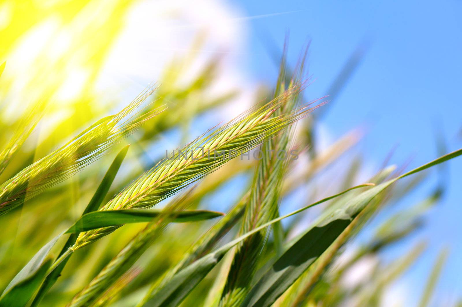 wheat harvest on blue sky with sun