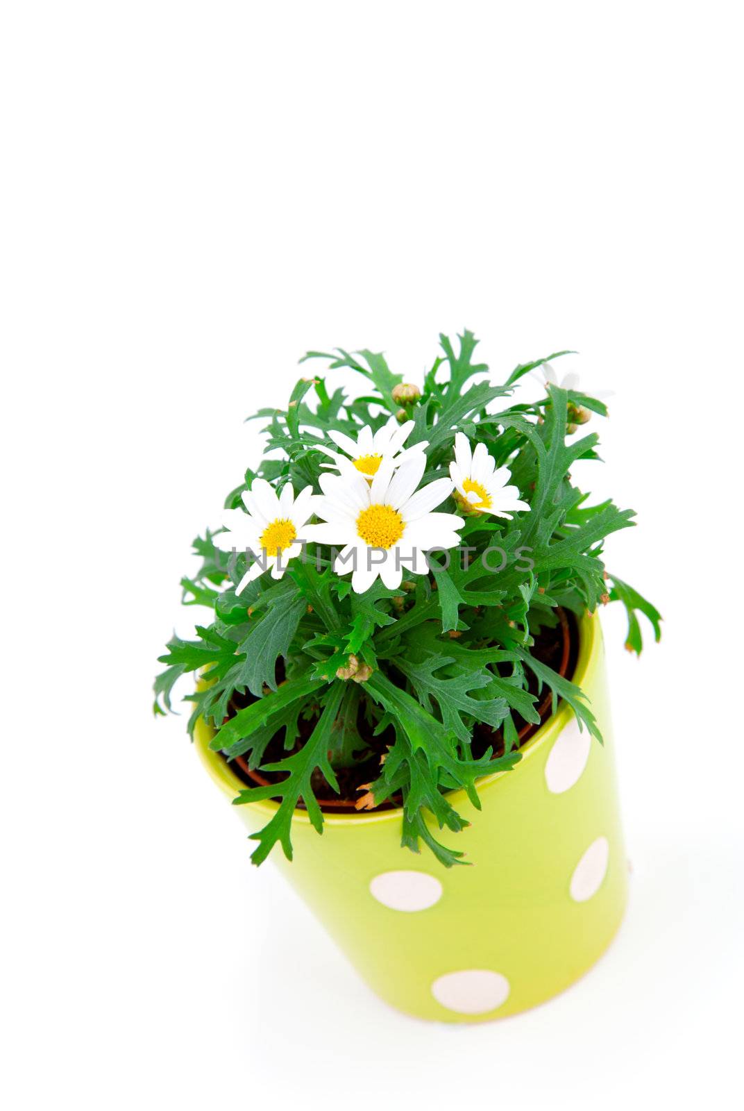 marguerite over a white background.