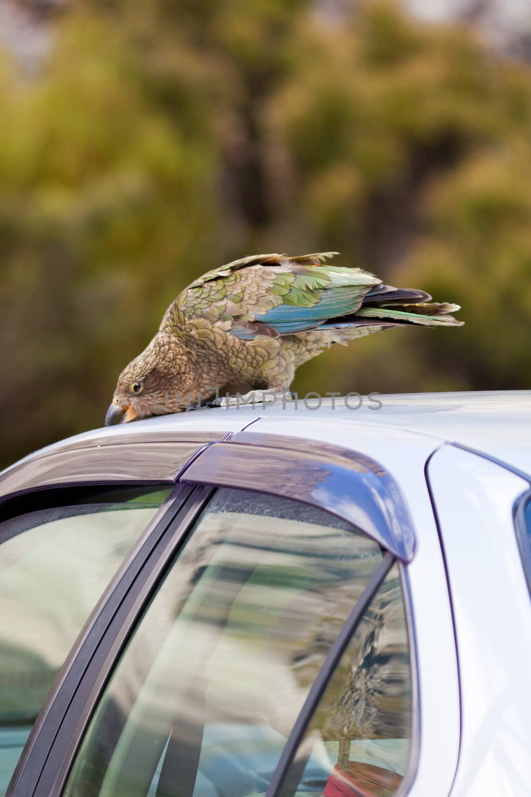 NZ alpine parrot Kea trying to vandalize a car by PiLens