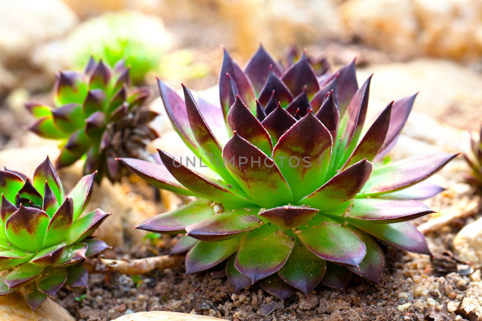 houseleek - Sempervivum