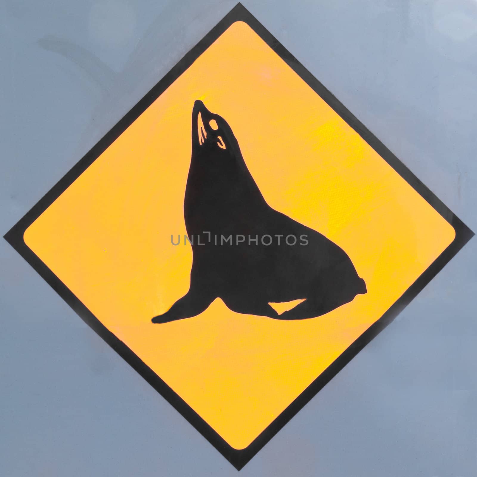 New Zealand Road Sign, Attention resting seals or sea lions on road isolated on dark grey background