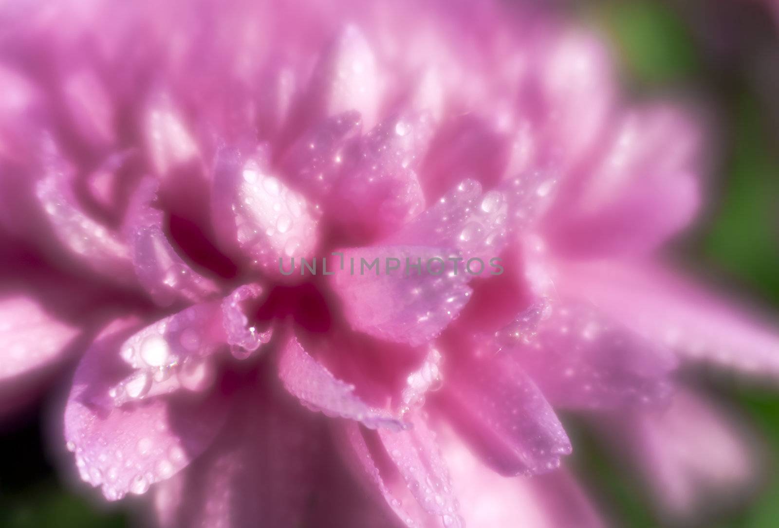 Rain drops on chrysanthemum petals by mulden