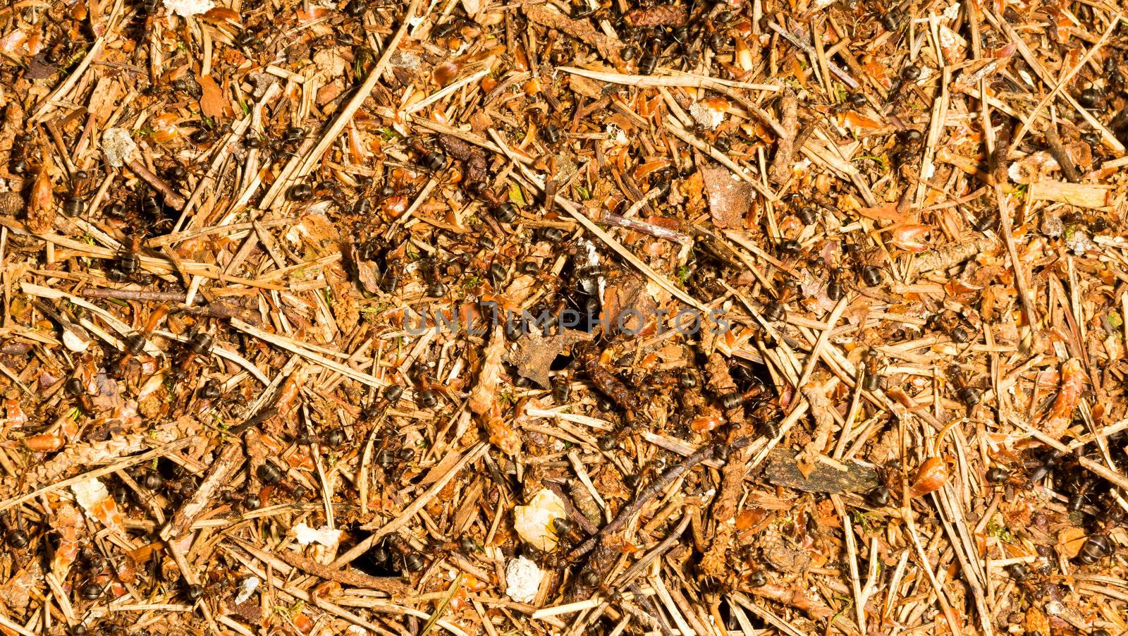 background of ants in an ant-hill