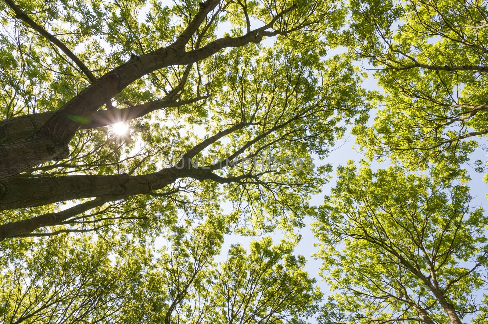 Low angle shot of tree with sun shinning between leaves