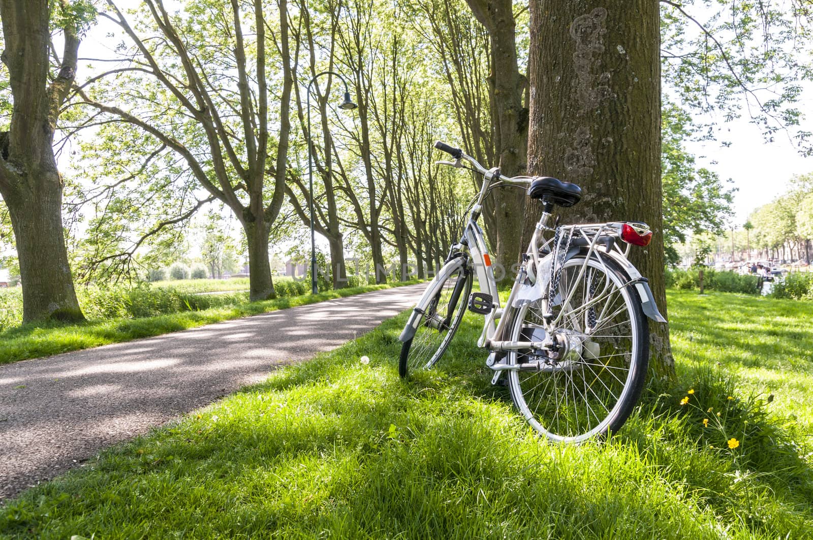 Bicycle leaning against tree in park, with tree lined road in the background.