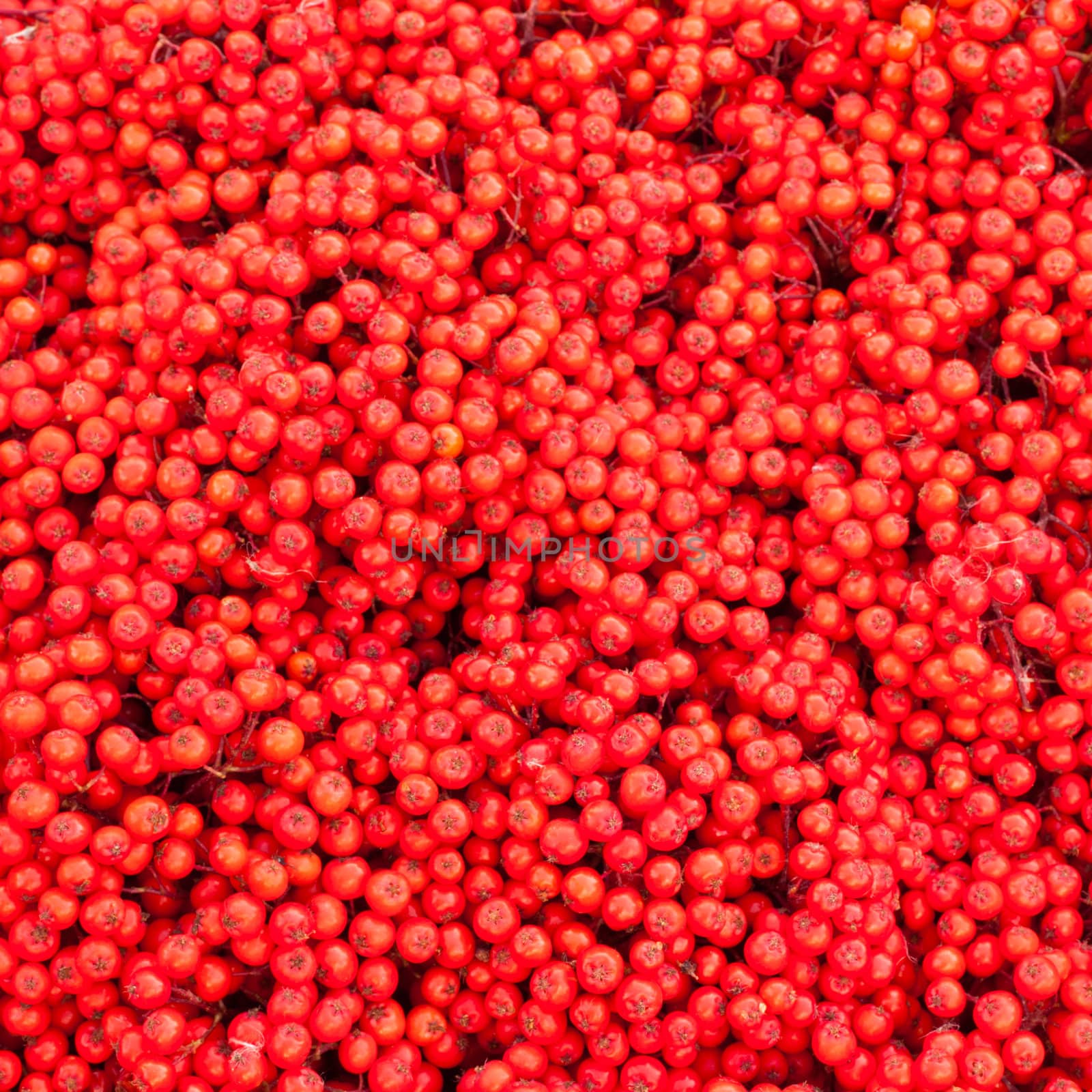 Background texture pattern of red mountain ash berries (Sorbus aucuparia).