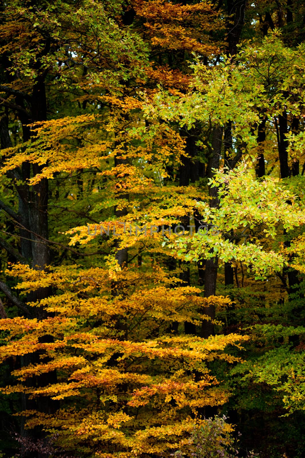 Golden peak of fall colored deciduous forest in October.