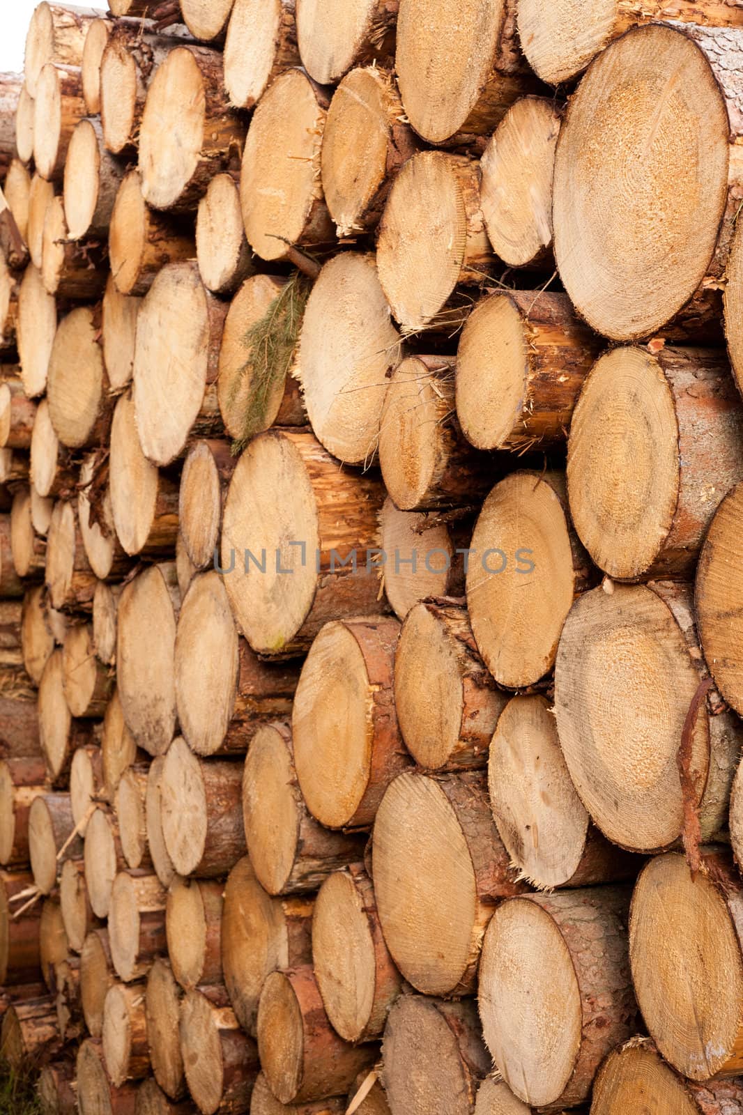 Stacked tree trunks background texture pattern. by PiLens