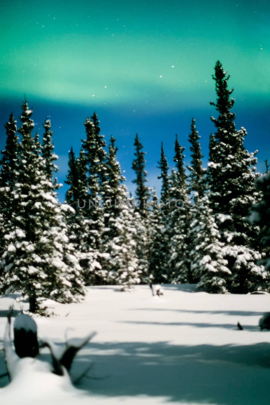 Northern Lights (Aurora borealis) over moon lit snow-covered spruce trees of boreal forest.