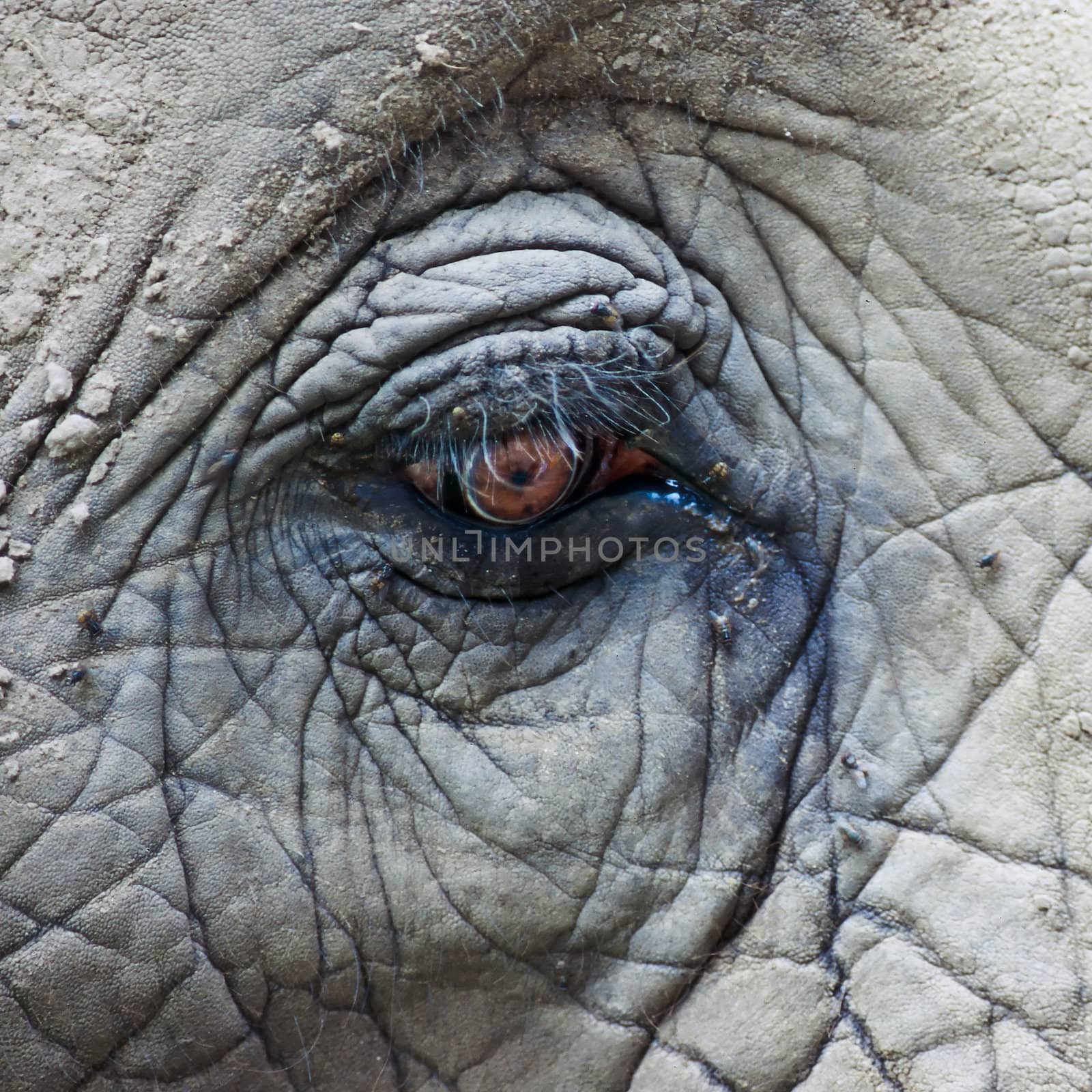 Eye of African Elephant by PiLens