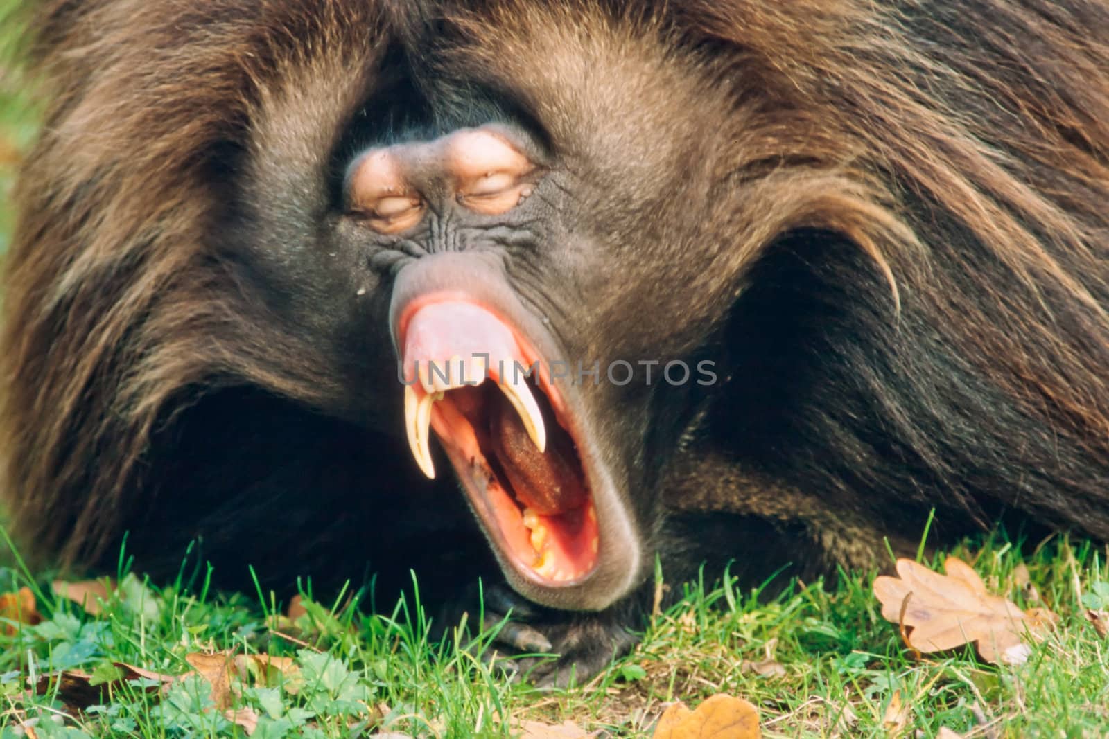 Sleepy male gelada baboon monkey(Theropithecus gelada) yawning showing impressive jaws and teeth.