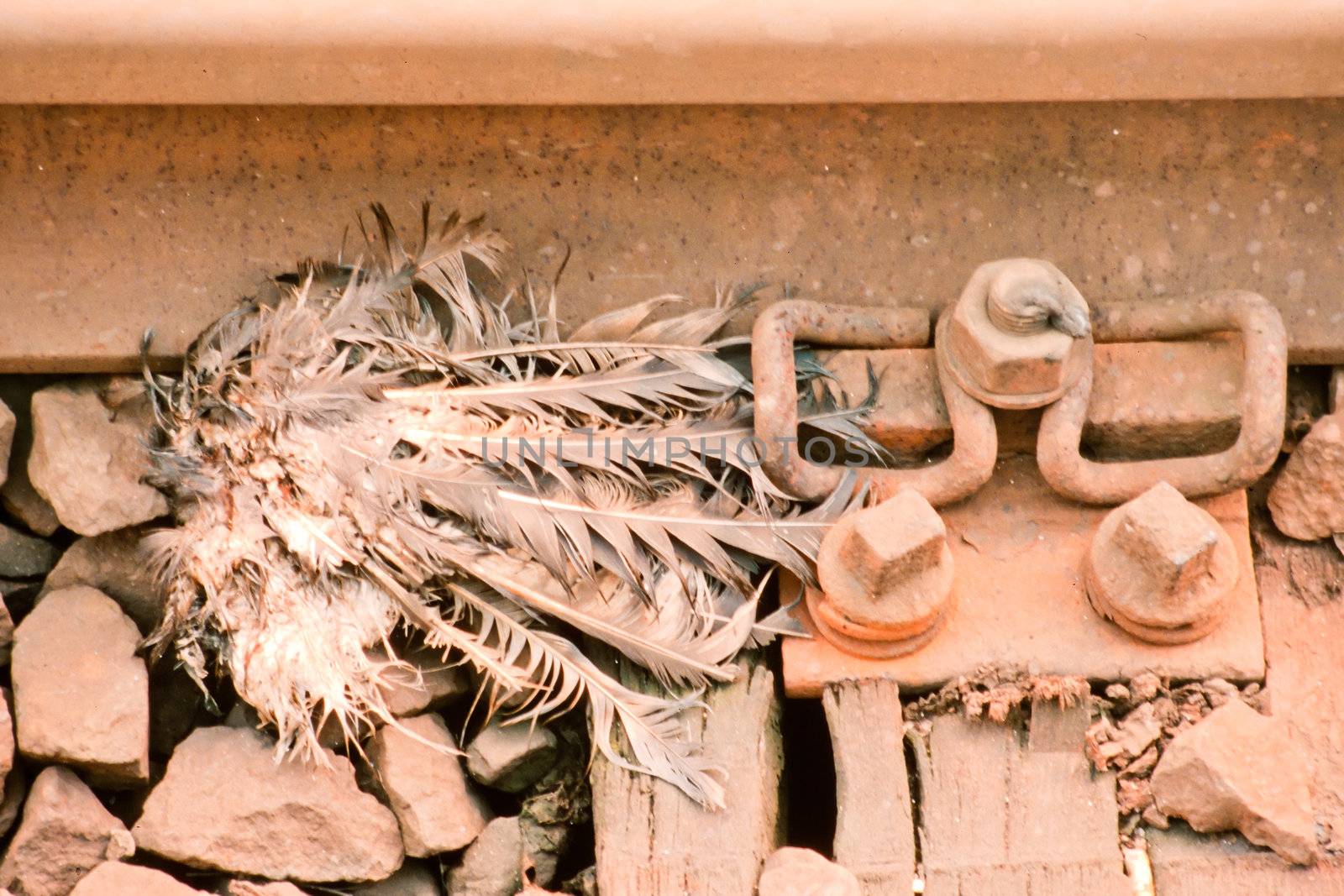 Dead pigeon beheaded by train decomposing in railway track.