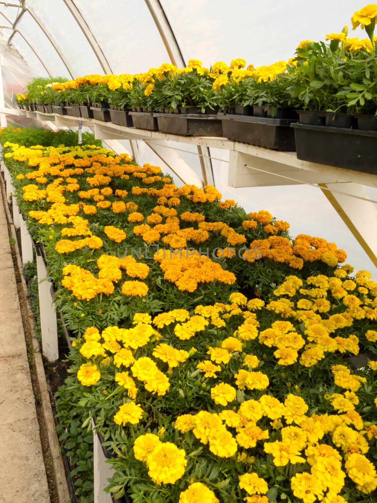 Inside commercial horticulture greenhouse of garden center selling already blooming marigold for bedding plants.