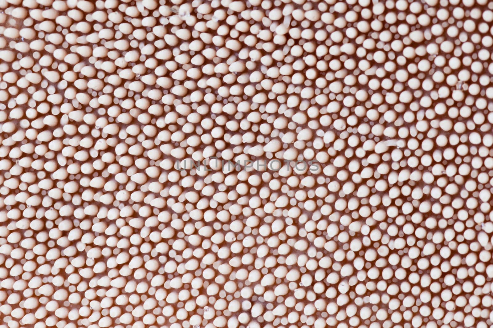 Closeup spore spines on underside of Shingled Hedgehog Mushroom (Hydnum imbricatm) background texture pattern.