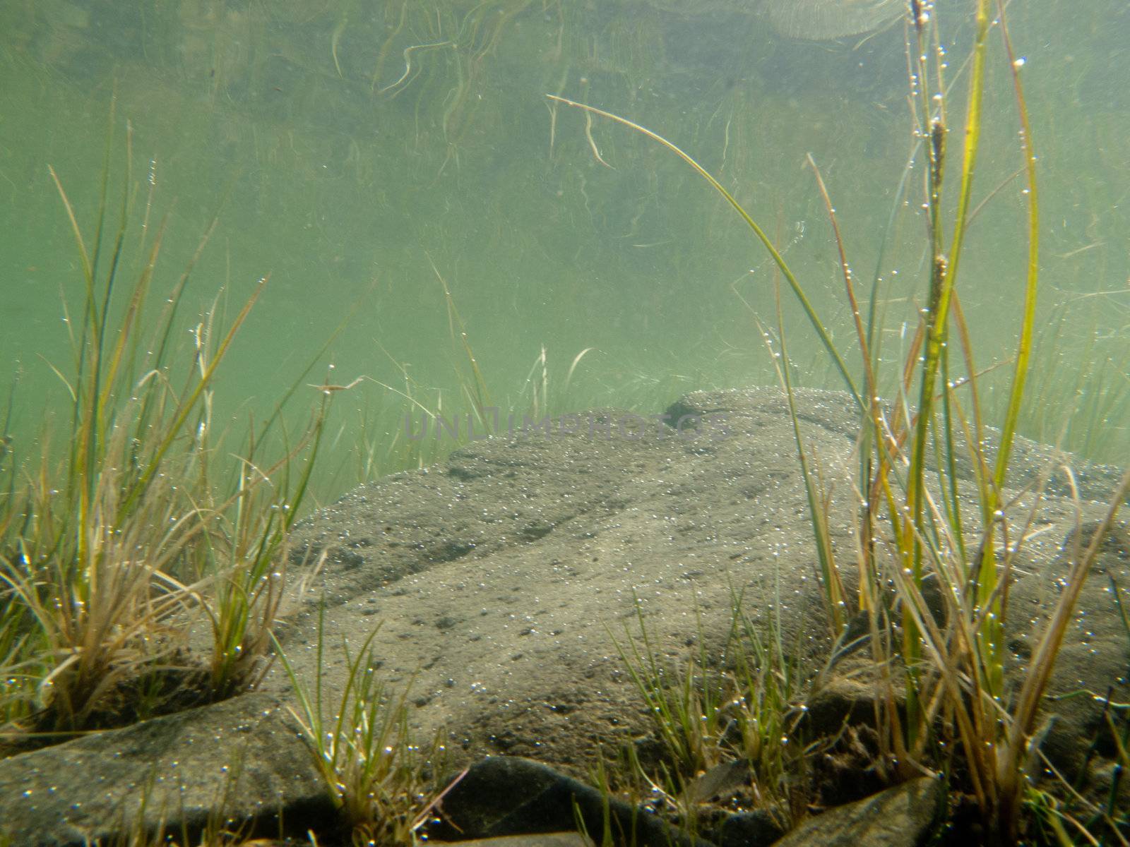 Underwater shot of grass and plants submerged in clear water with lots of airbubbles and reflection on subsurface.
