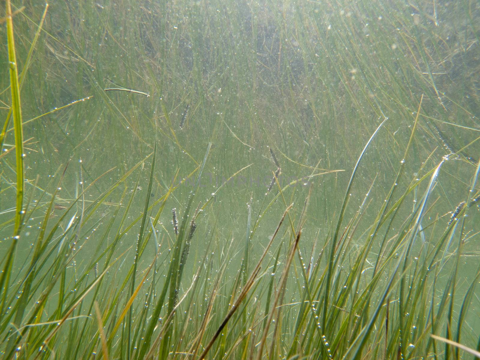 Underwater shot of grass and plants submerged in clear water with lots of airbubbles and reflection on subsurface.