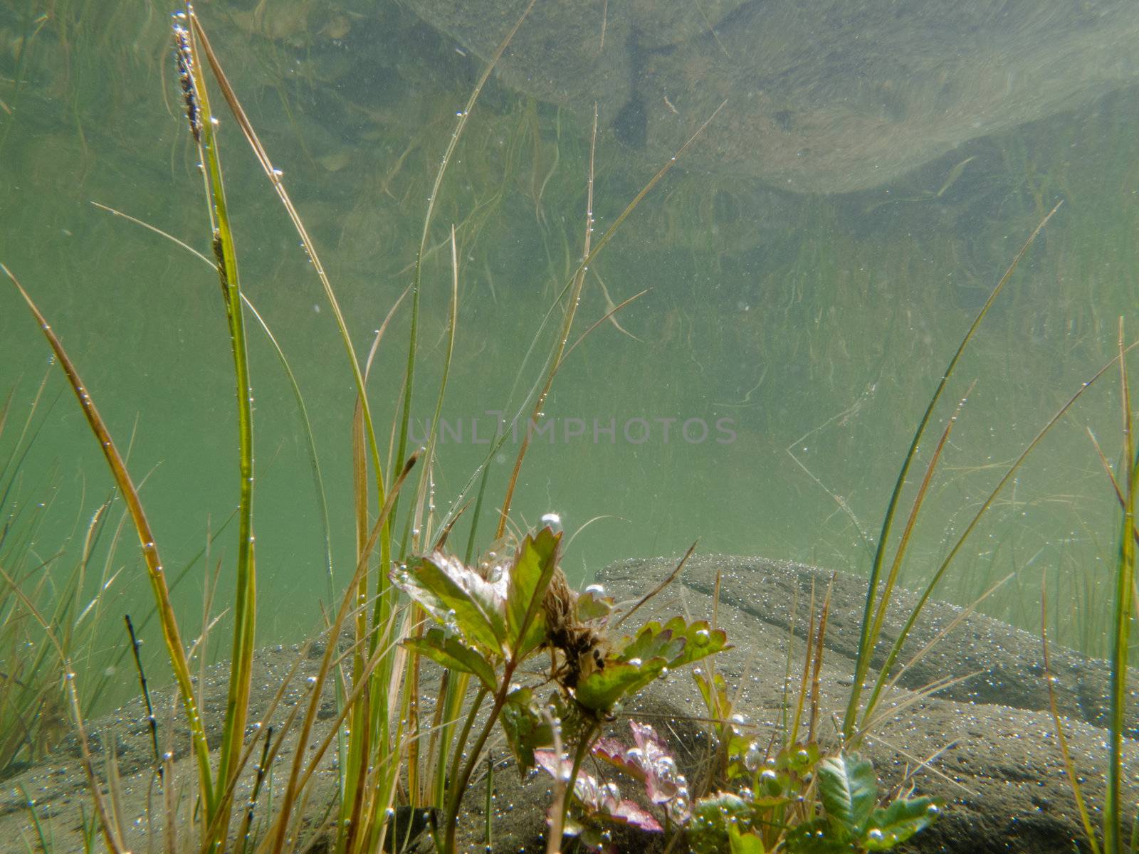Underwater shot of grass and plants submerged in clear water with lots of airbubbles and reflection on subsurface.