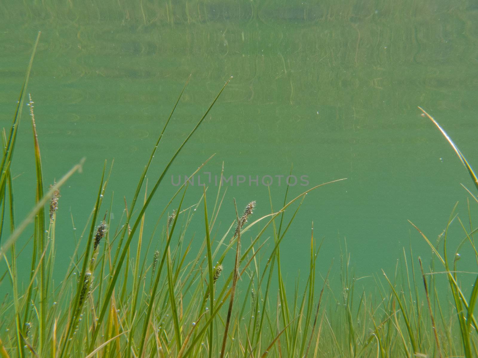 Underwater shot of grass and plants submerged in clear water with lots of airbubbles and reflection on subsurface.