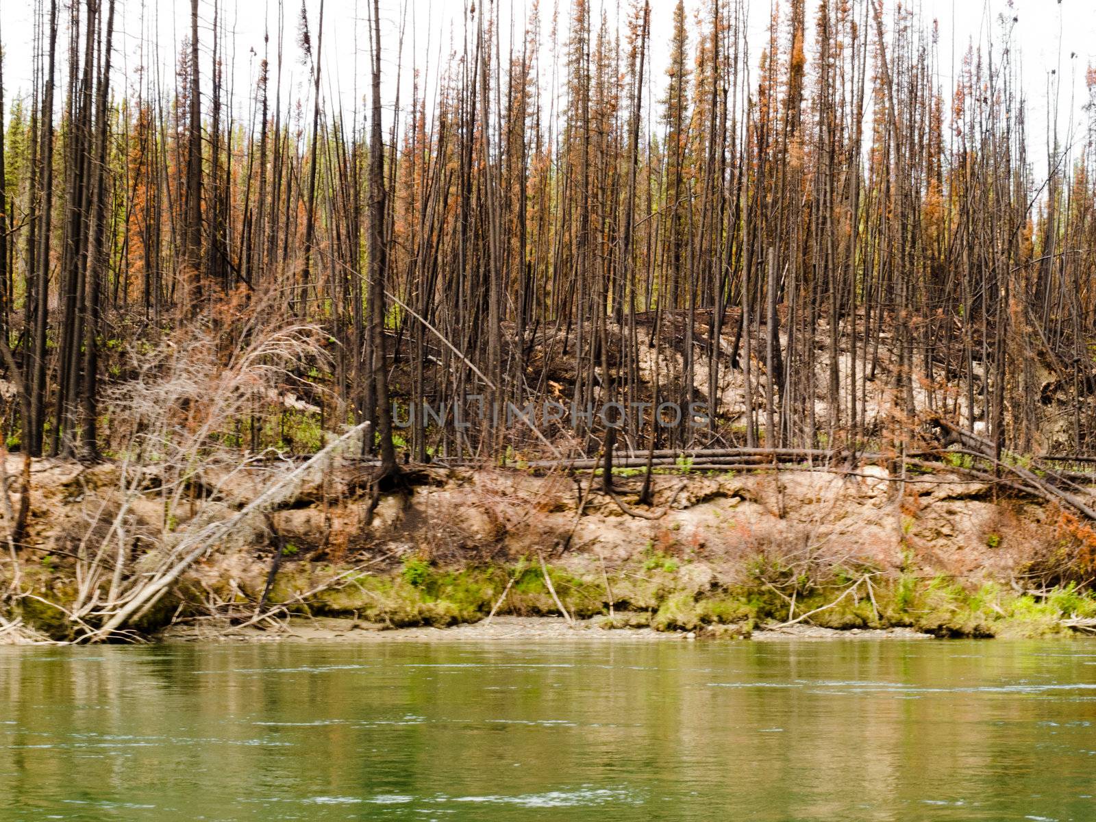 Recently burnt boreal forest at the shore of Yukon River, Yukon Territory, Canada.