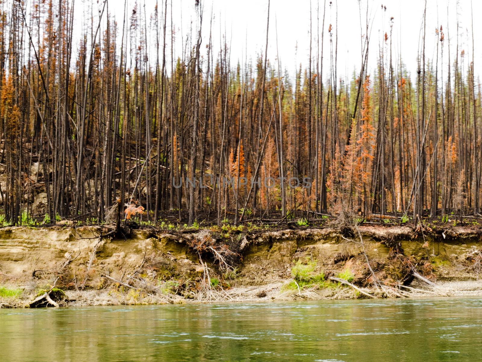 Recently burnt boreal forest at the shore of Yukon River, Yukon Territory, Canada.