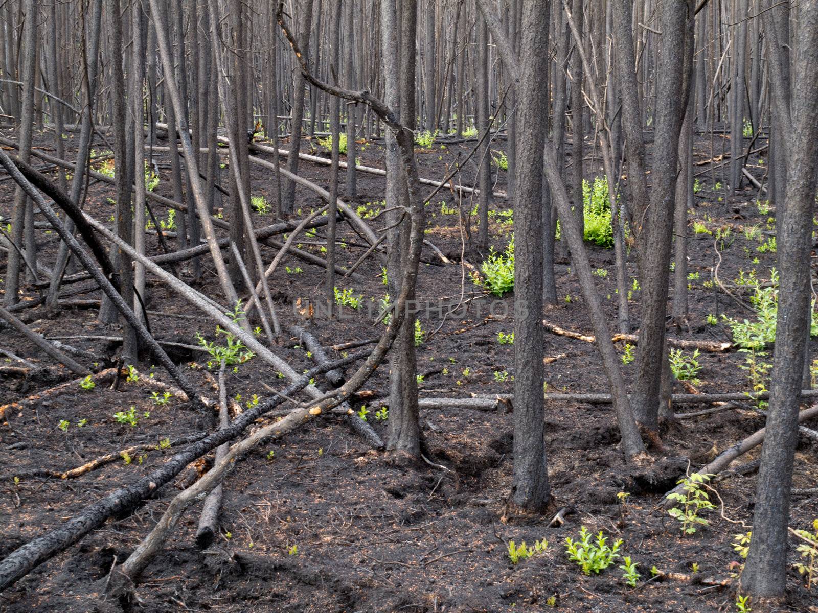 2 month after the forest fire: new green is already sprouting among charred logs.