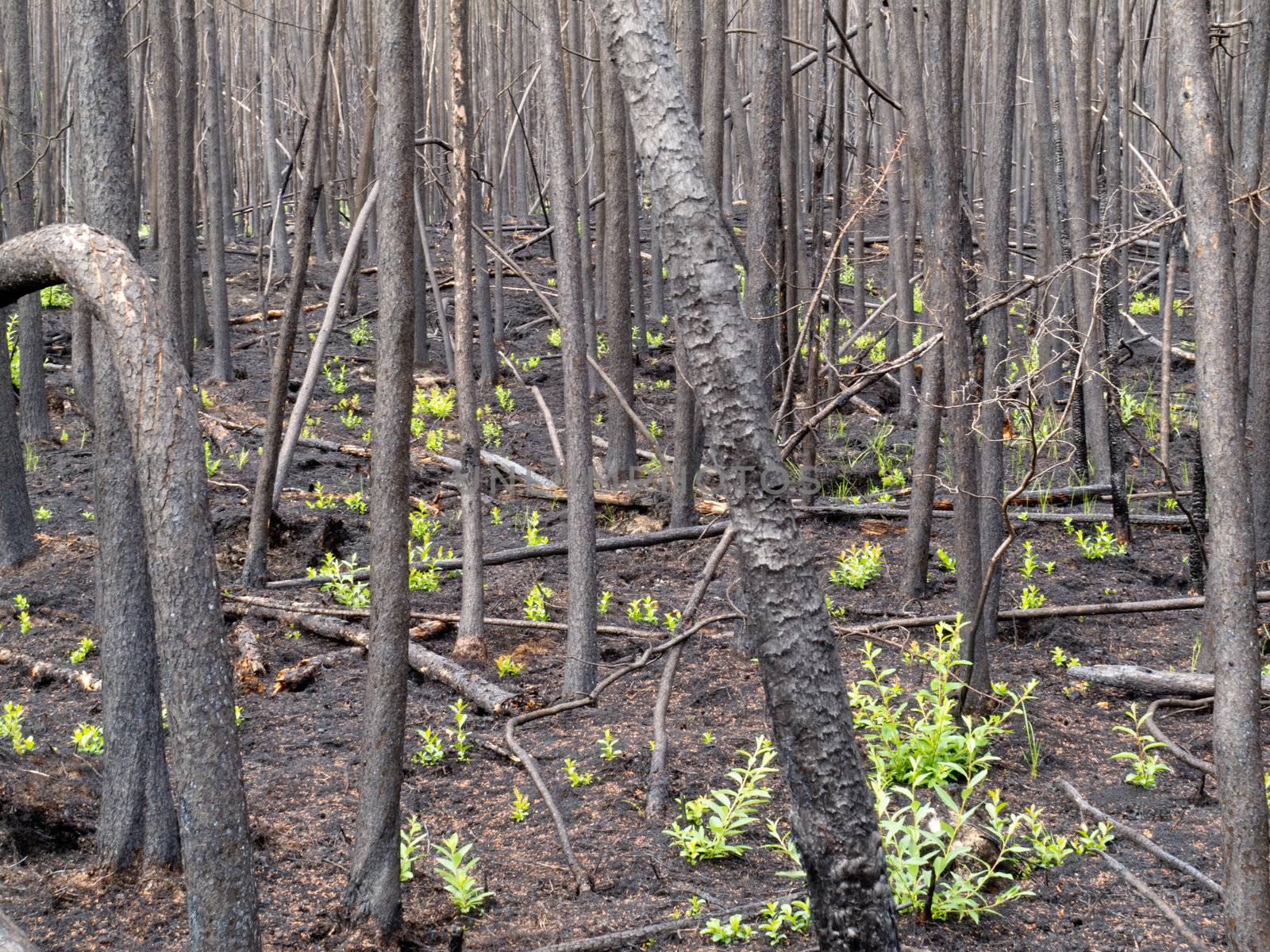 2 month after the forest fire: new green is already sprouting among charred logs.