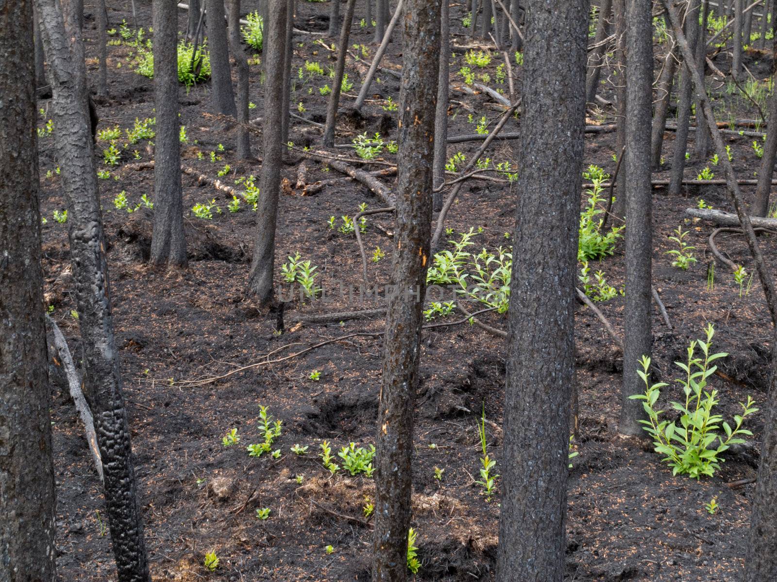 2 month after the forest fire: new green is already sprouting among charred logs.