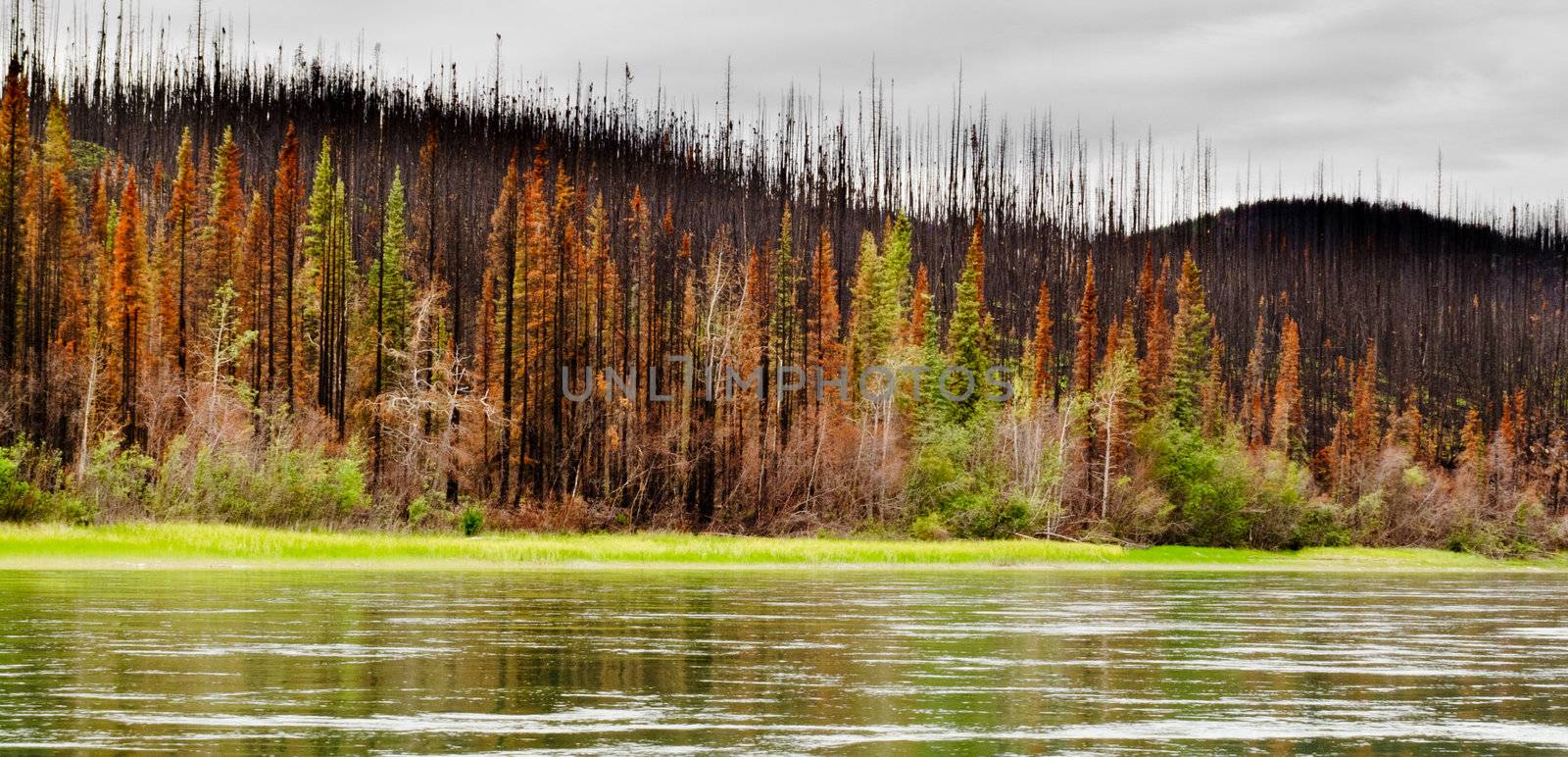 Boreal forest at Yukon River destroyed by fire by PiLens