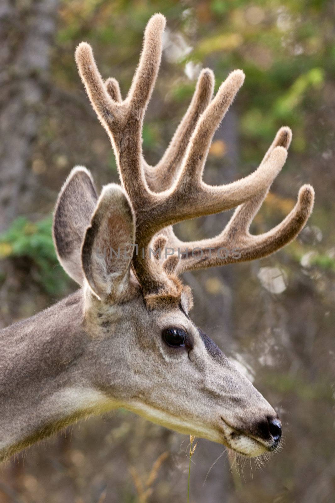 Profile of mule deer buck with velvet antler by PiLens