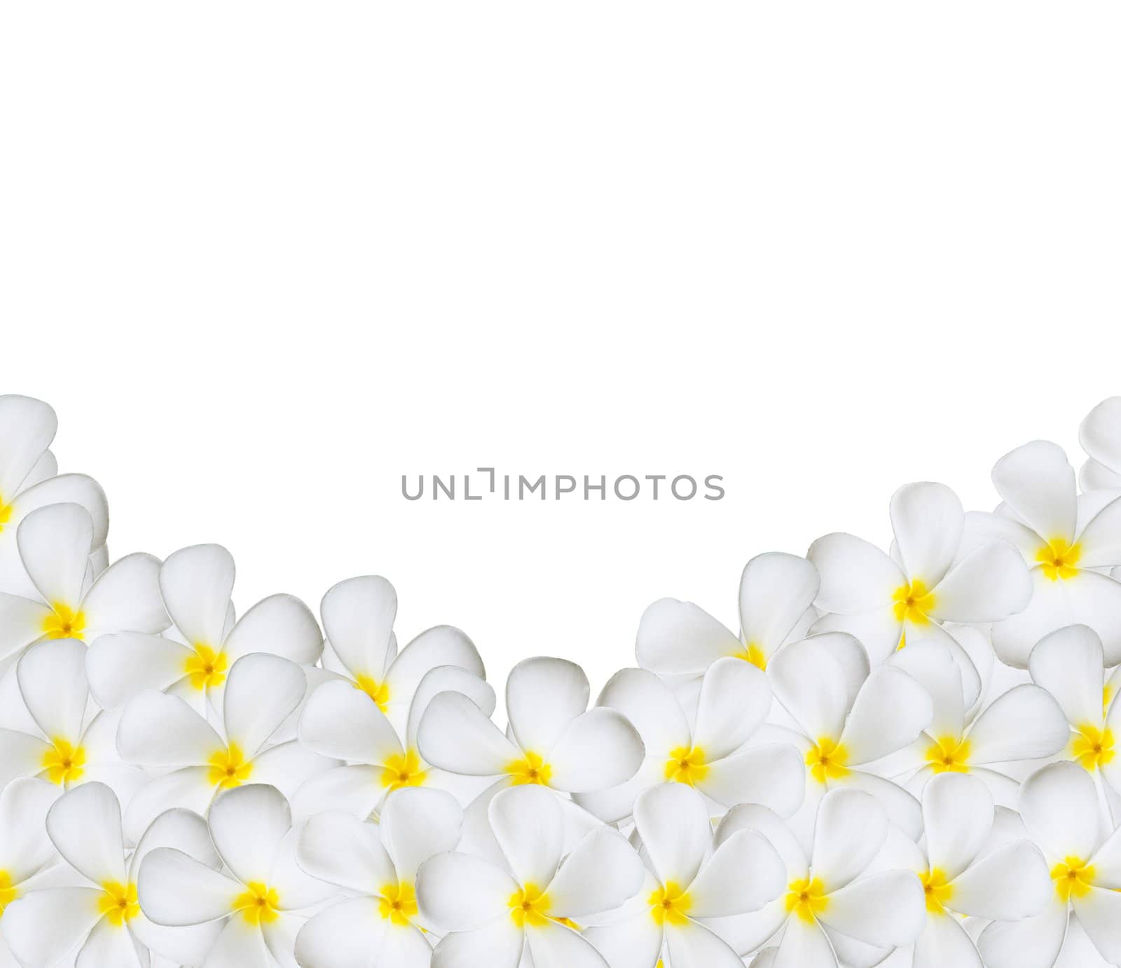 Frangipani tropical flowers on white background