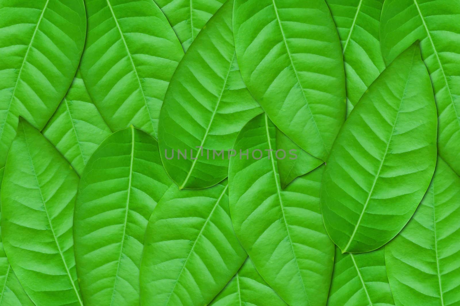 Green leaves background