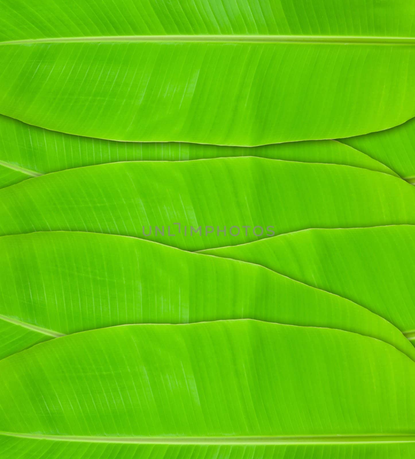 The texture of green banana leaves background