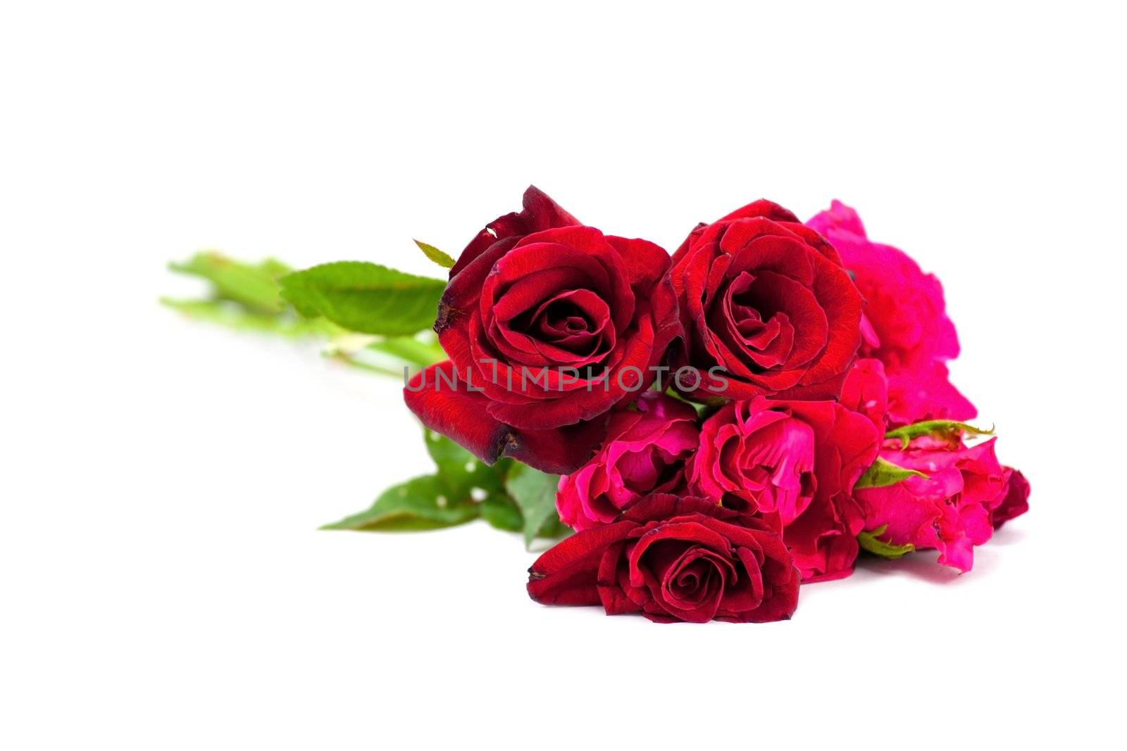 Red rose isolated on white background