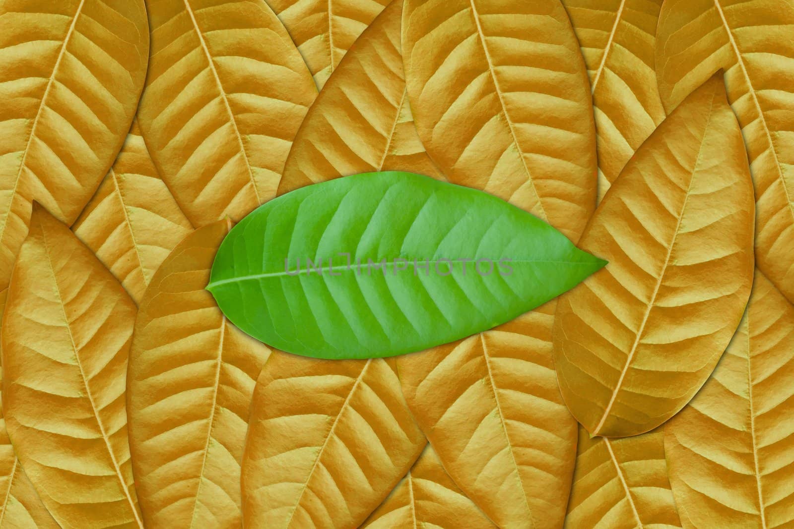 Green leaf on brown leaves background