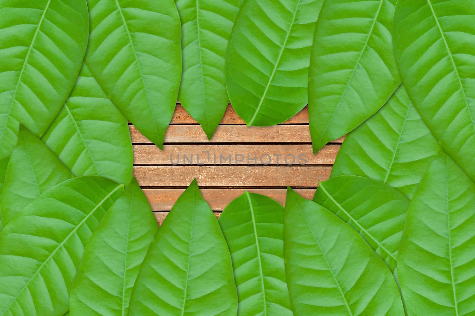 green leaves on wood background
