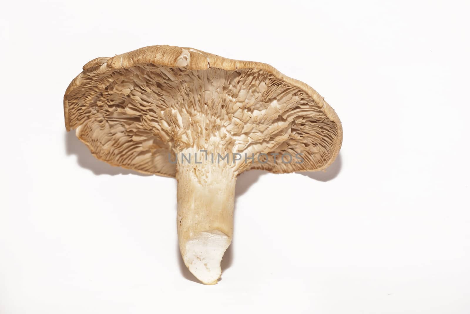 Pleurotus eryngii VAR. FERULAE (fungo di ferra) sicilian mushroom, is an edible mushroom native to Mediterranean regions.