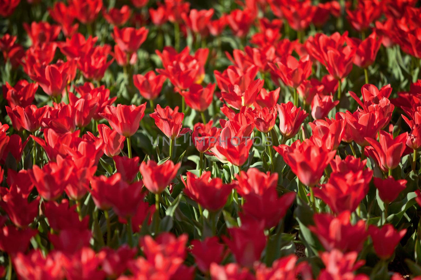 Blooming red tulips - City flower bed