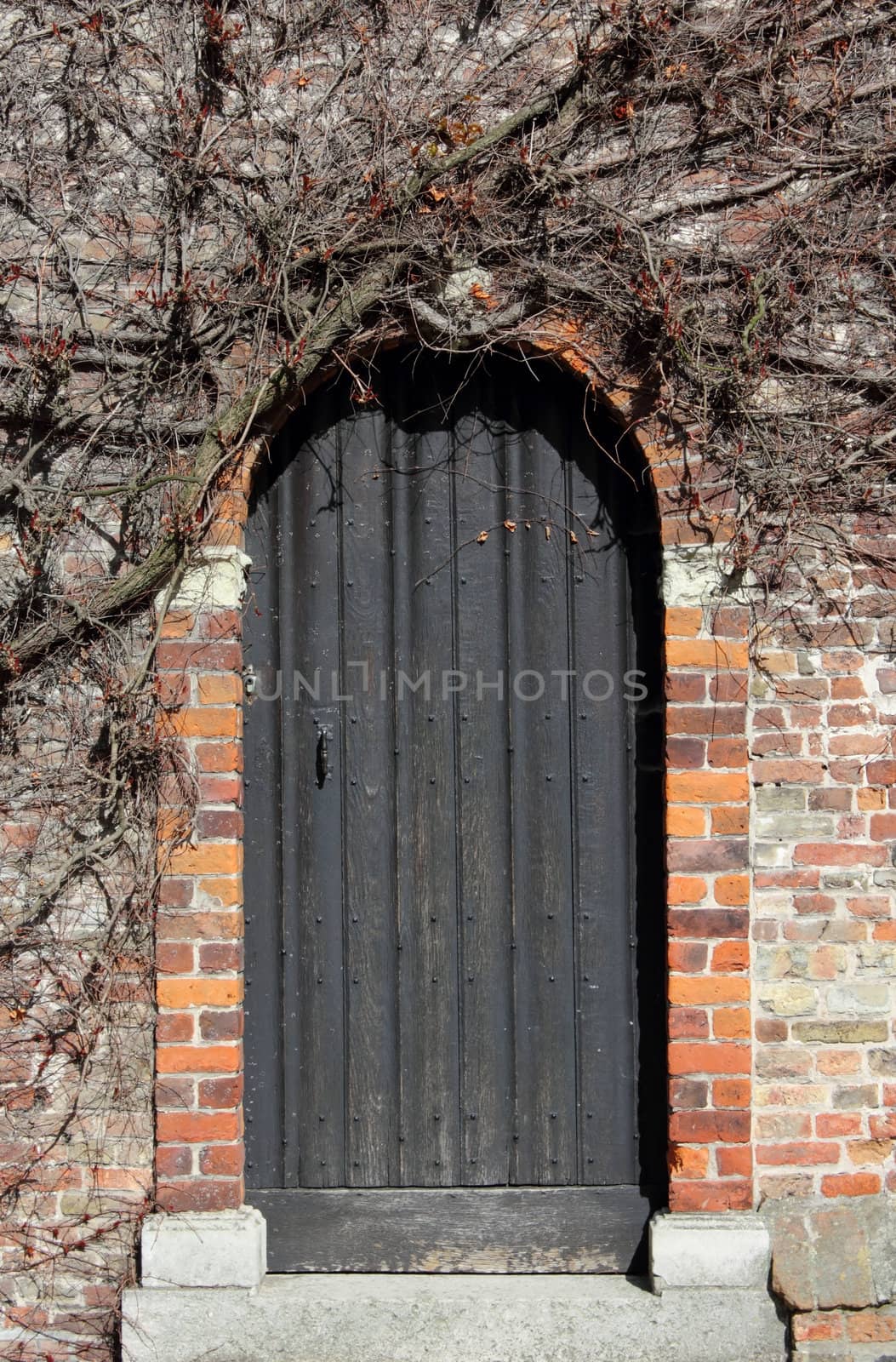 Ancient wooden door in Bruges covered in ivy