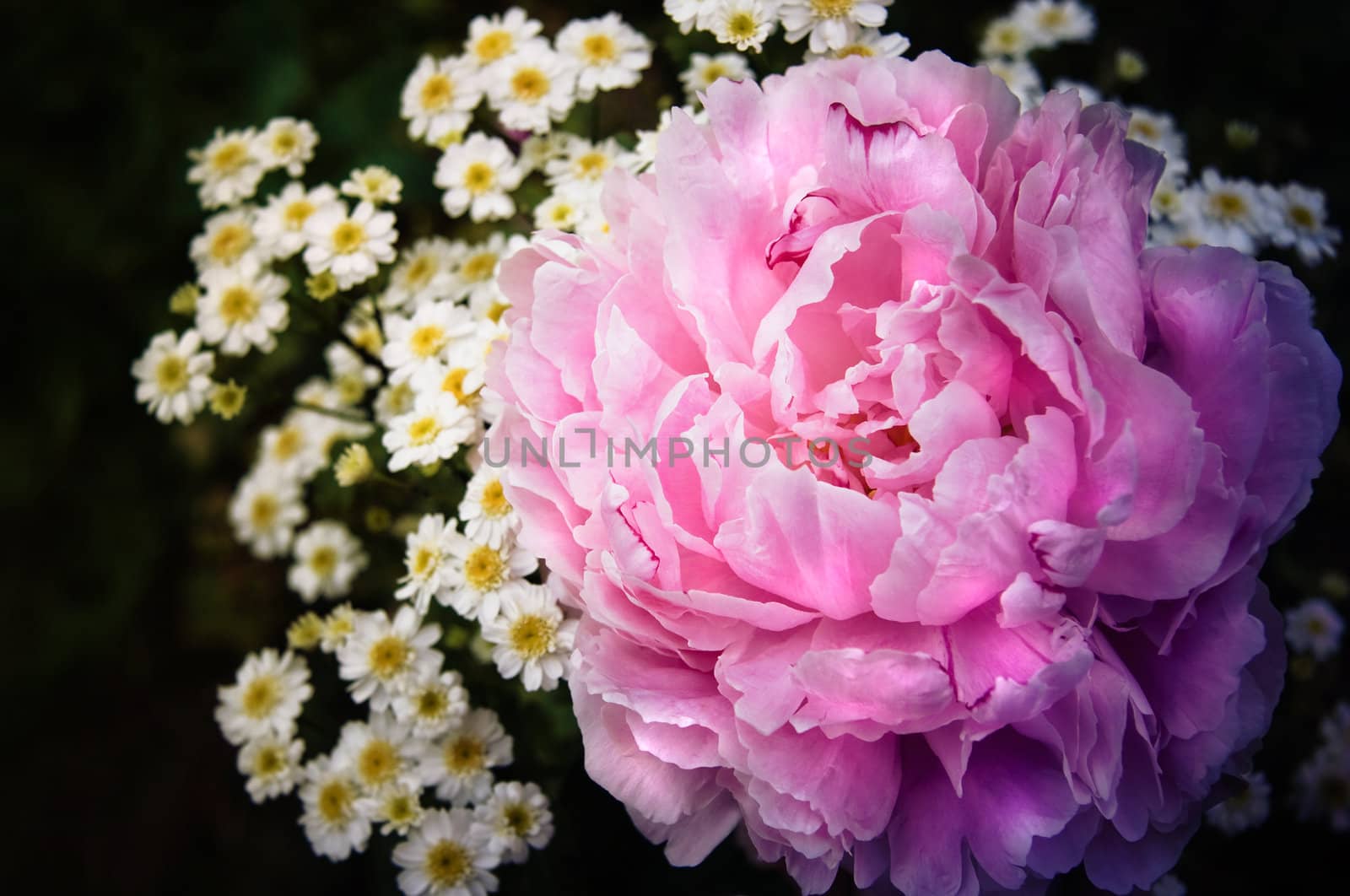 Pink peony and chrysanthemum flowers by Colette