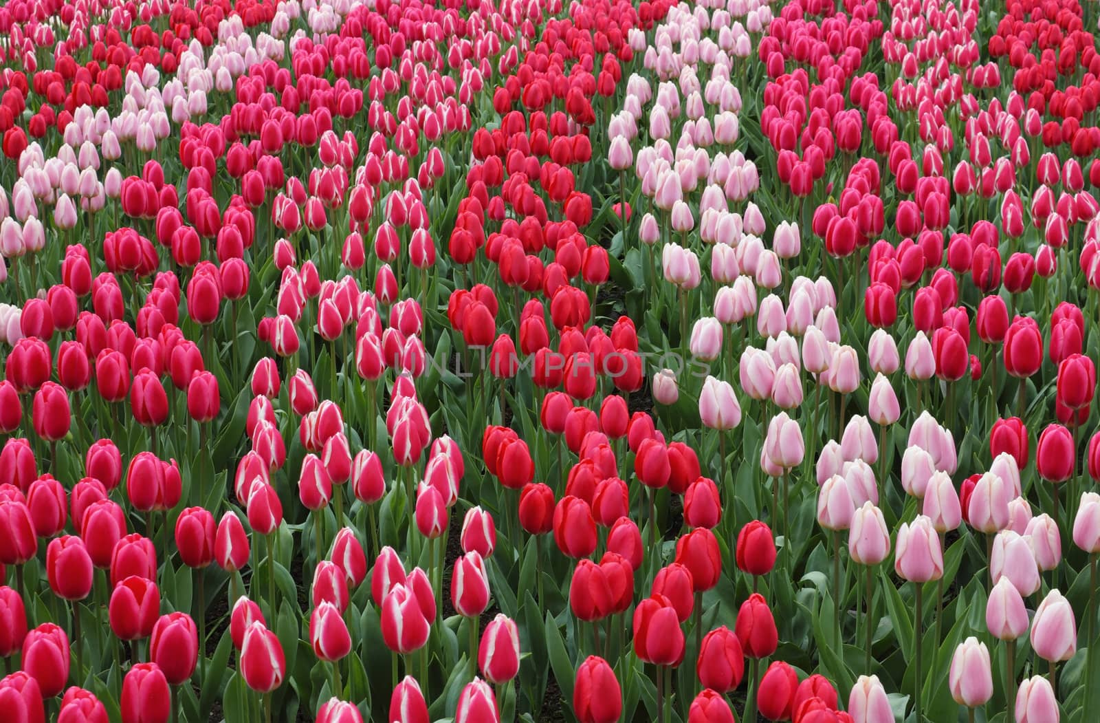 Keukenhof gardens natural park waves of red tulips.