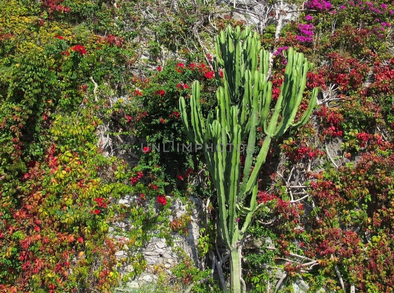 Mediterranean wall decoration in Amalfi with cactus and colorful leaves.