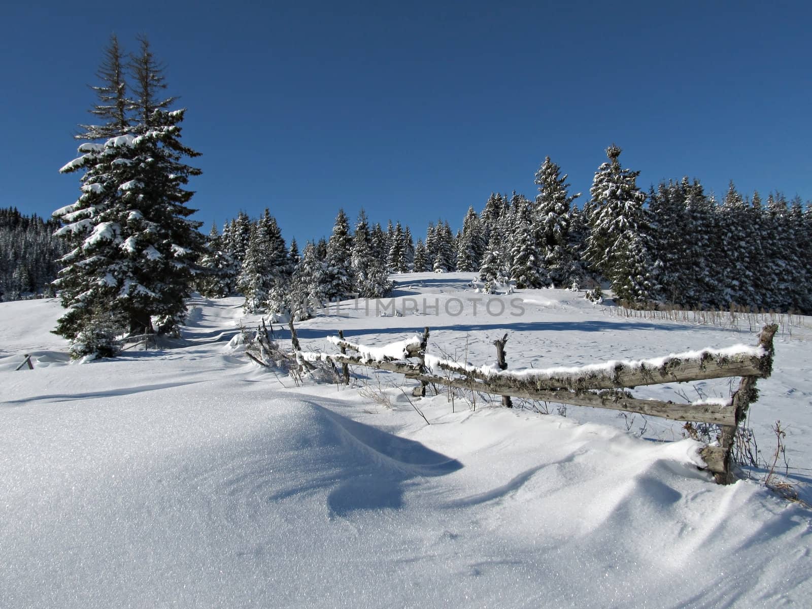 Snowy Winter Scene with fence and pine trees high in the mountain.