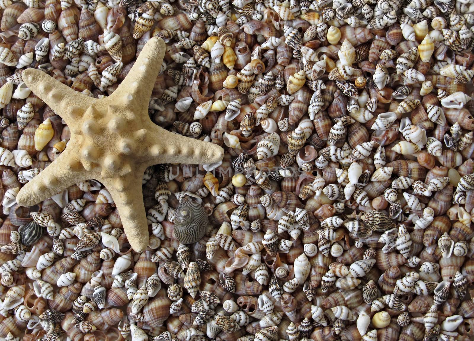 Nice Starfish on a background of colorful seashells.
