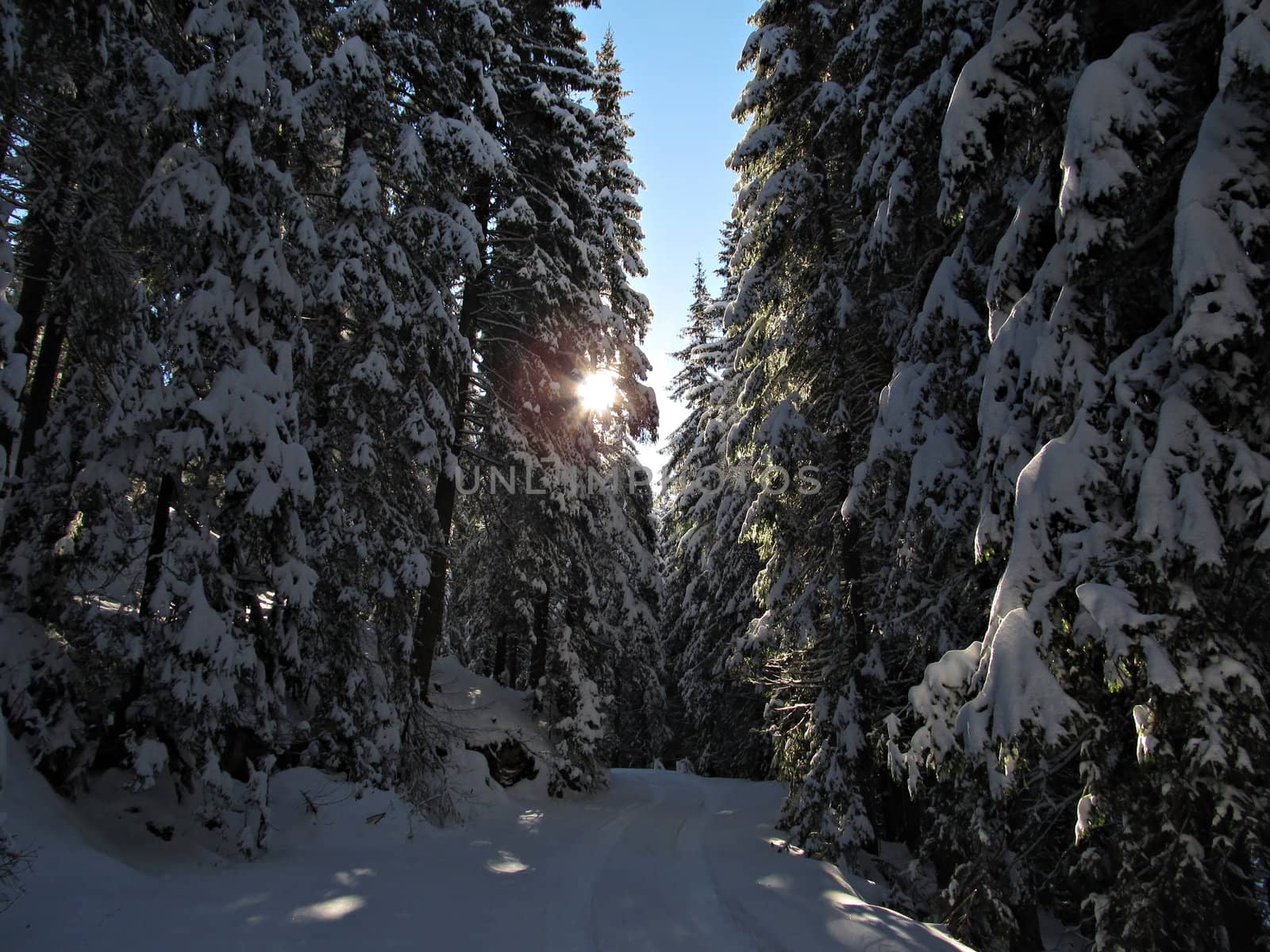 Snowy Forest by kirilart