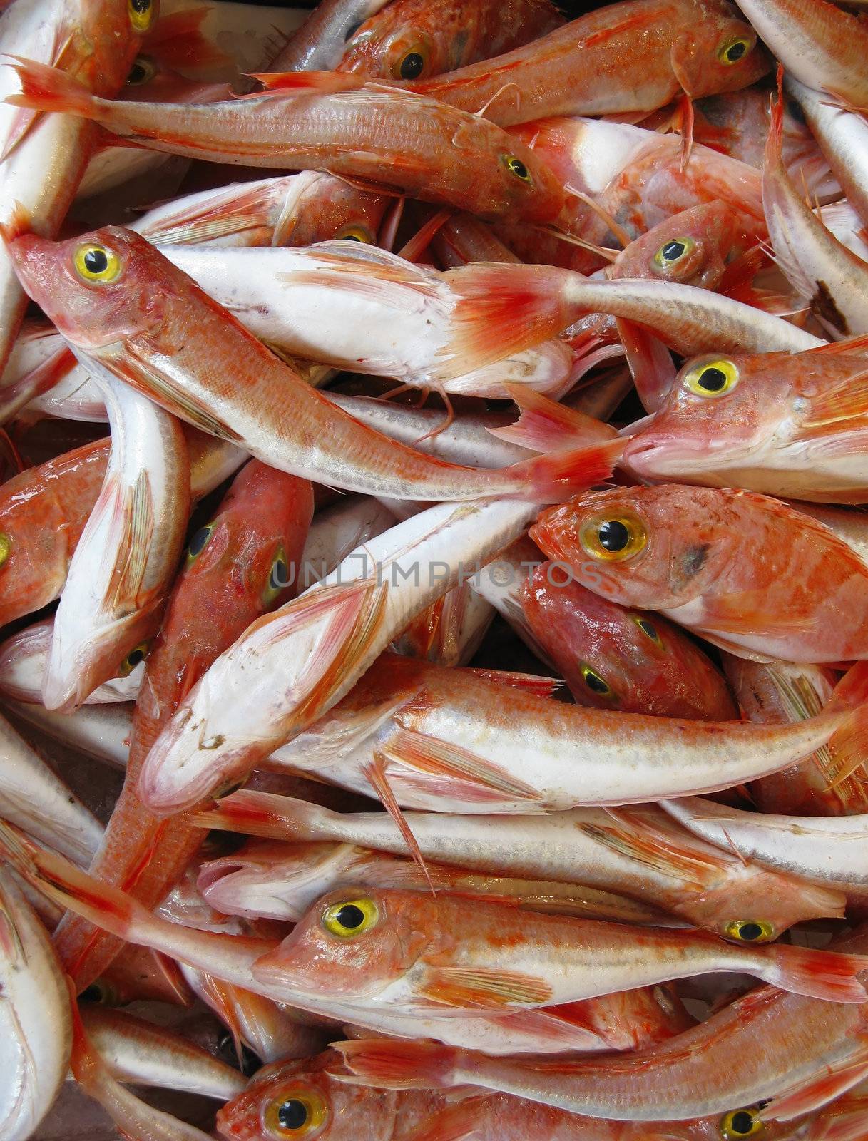 Fresh red fish with yellow eyes arranged at the fish market island Corfu.