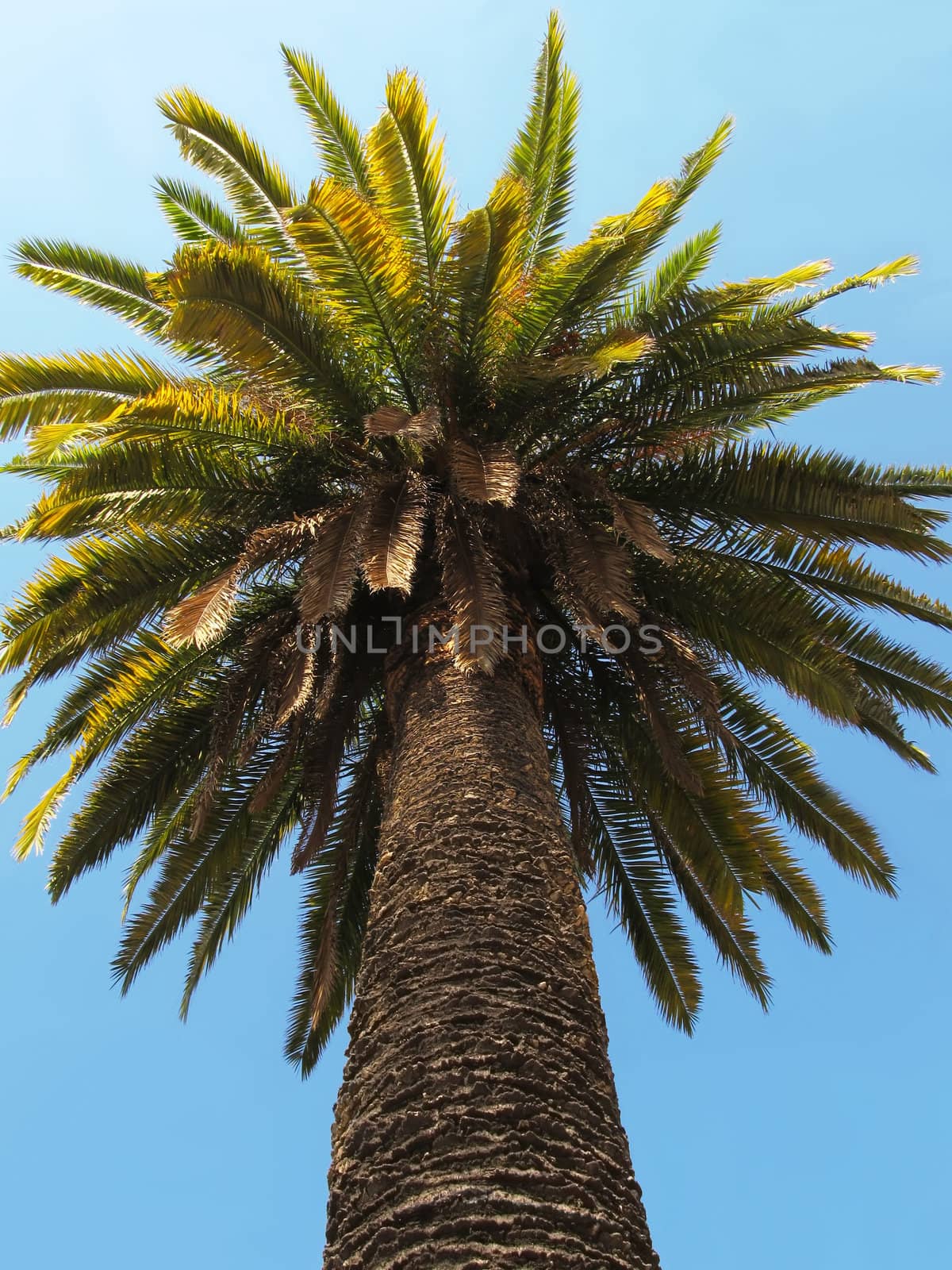 Palm Tree by kirilart