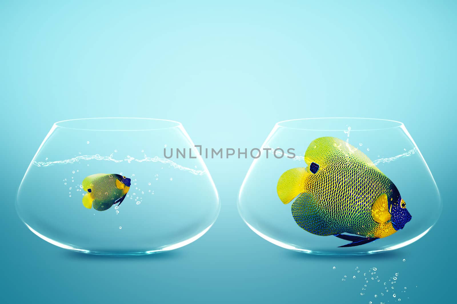 Large and small angelfish,conceptual image for diet, fat.