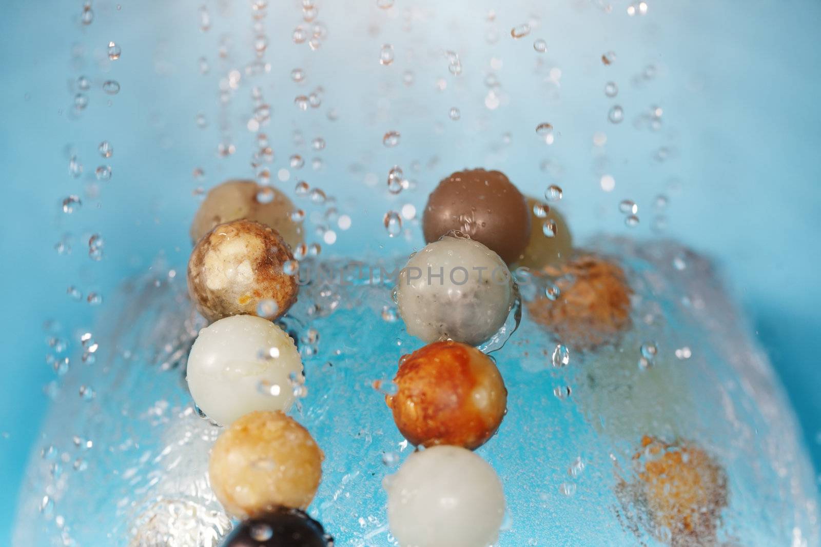 Extremely close-up macro photo of chaplet under the falling water drops. Shallow depth of field for natural view