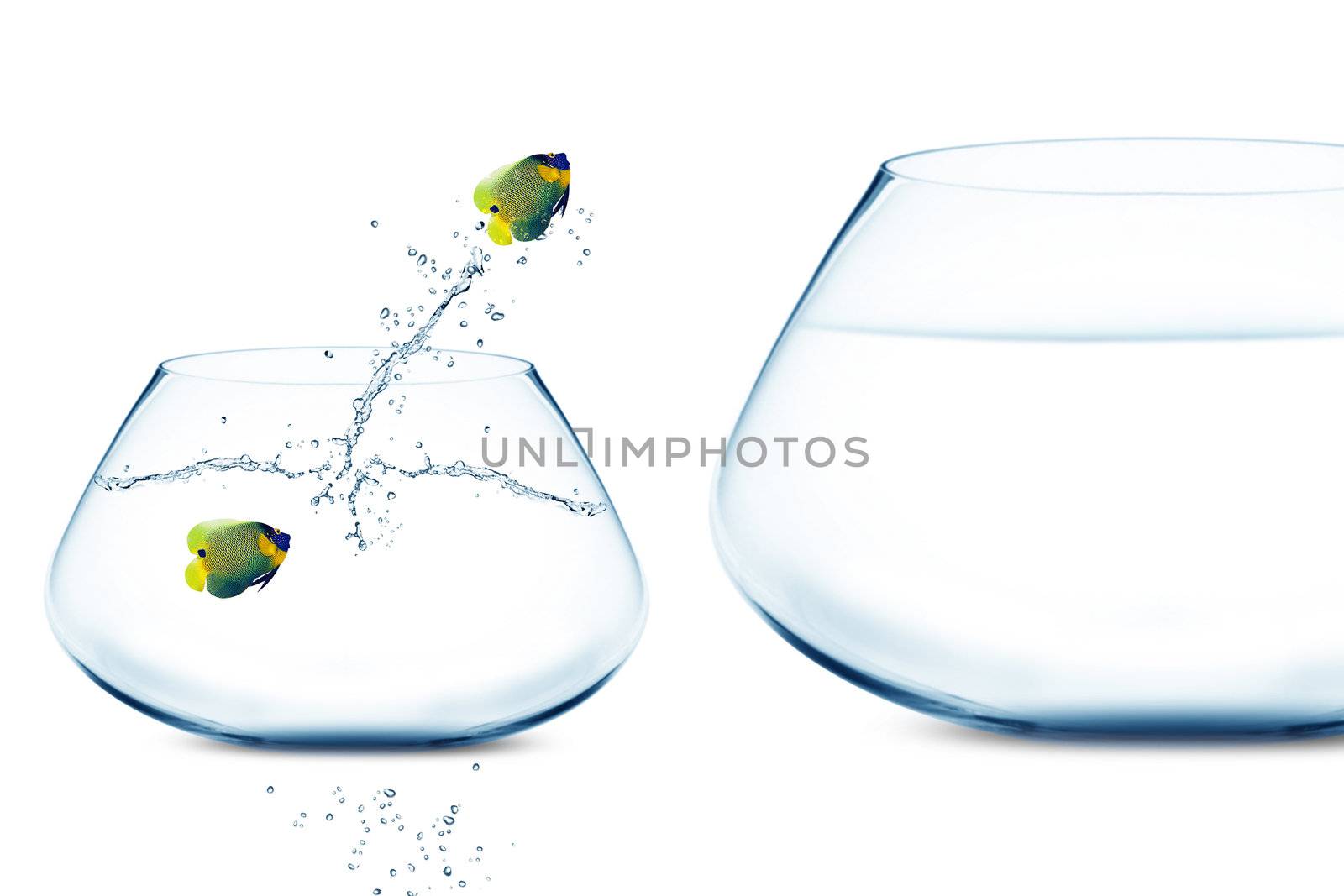 Anglefish in small fishbowl watching goldfish jump into large fishbowl